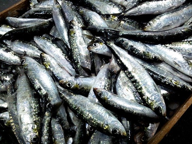 sardines